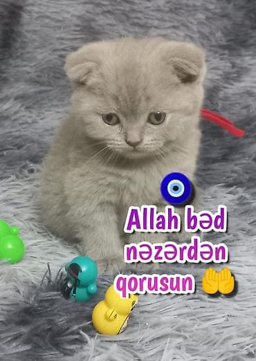 sari pisik: Şotland — 2
