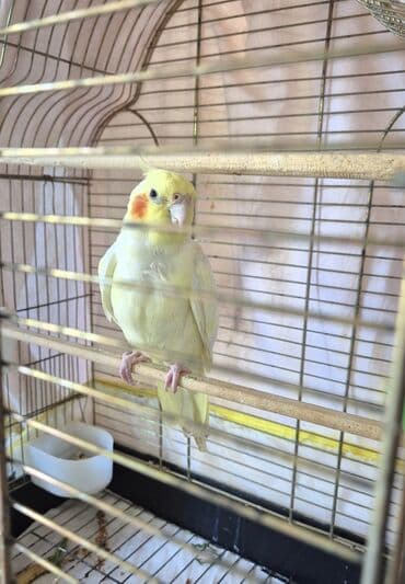 bala keçi: Tecili gizgin maya satilir, esil cute vurmag vahtidir, ele oyreshib — 2