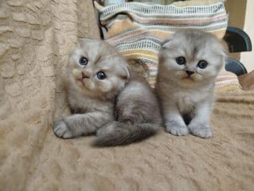 toyuqlar satilir: Şotland, Erkək, Dişi, Yaxşı əllərə, Ünvandan götürmə, Pulsuz çatdırılma, Ödənişli çatdırılma — 4