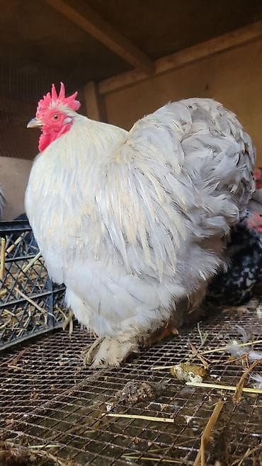 Karlik koxin cütü 100m - Növ: dekorativ bantam tipli xoruz