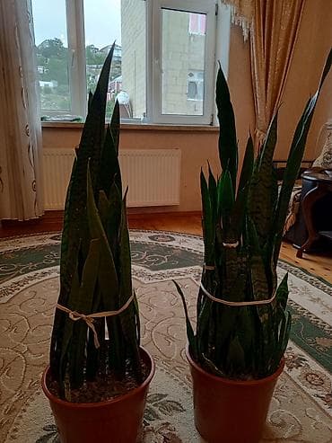 bitki: Sansevieria (Qaynana dili) – iri ölçülü, qapalı məkanlar üçün — 7