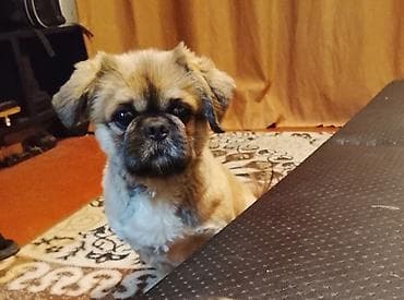 Pekines, 4 il, Erkek