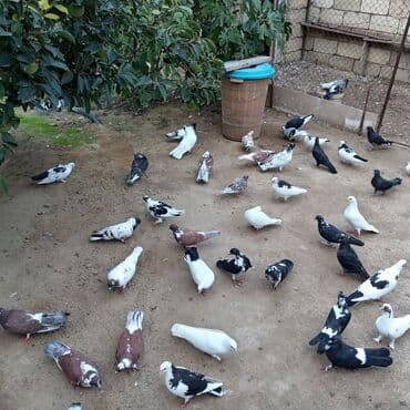 heyvanlara verilen xususi adlar: Məhsul: Ev göyərçinləri kolleksiyası Təsvir:kom satılır - Rəng — 3