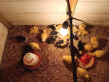 ovcharka balasi satilir: Masallı rayonu.Salam Aləykum. Yerli və quban qarışığı olan ördək — 4