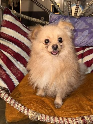 tuklu itler: Şpitz, 1 il, Erkek, Peyvəndli — 9