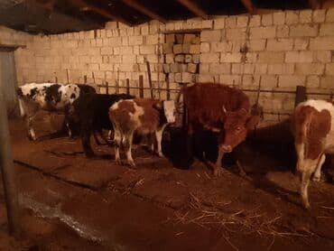 Gəmiricilər: Dana, buzov, Dişi, Simental, ay: 6, Damazlıq — 2