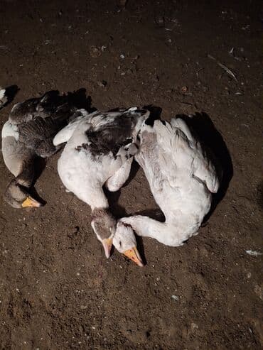 Гуси: Самец, Для разведения, Платная доставка — 8