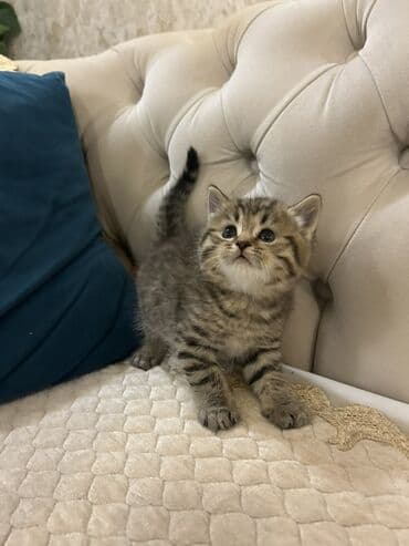 british pişik qiymeti: Britan, Erkək — 3