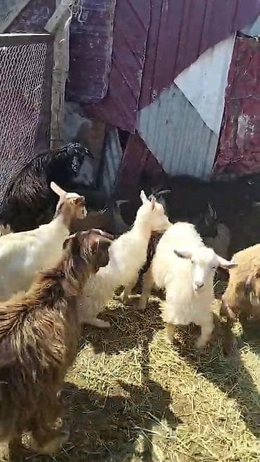 heyvan ve insan seksi: Qoyun-keçi sürüsü satılır - Növlər: yerli dağ keçiləri və — 5