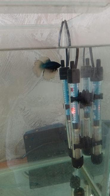 it yemi: Betta (Petuşok balığı), Ünvandan götürmə — 2