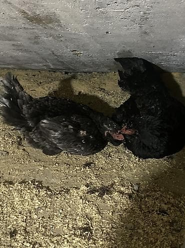 serebrist toyuqlar: Toyuq, Damazlıq, Ödənişli çatdırılma — 2