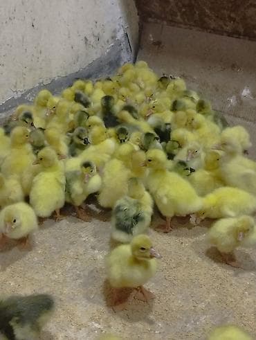 qartal sekilleri cekmek: Qaz bala — 2