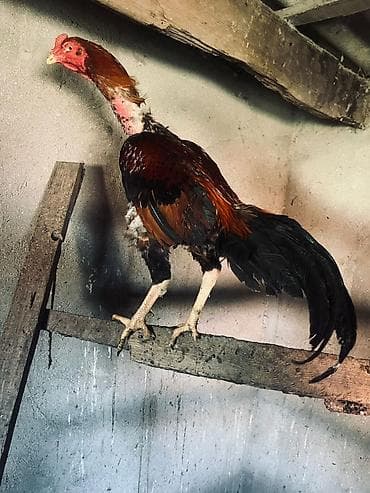 ev pisiyi satisi: Heyratı xoruz. Qırmızı başlıqlı və boyunlu, qara və qəhvəyi — 2