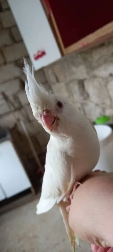 menks cinsi pişik: Yanaqsiz korella balalaridir ele oyretmeyin tam vaxdidir yeni dene — 7