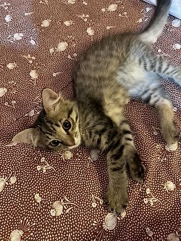 Tabbi, Erkək, Ünvandan götürmə