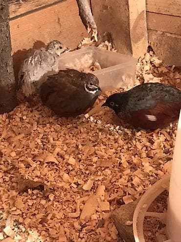 Кошки: Çin boyunlu bıldırcınları (Button quail, Coturnix chinensis) – — 5