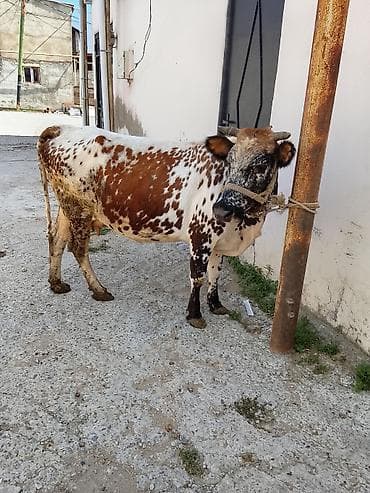 Heyvanlar: Məhsul: Xallı inək (dişi) Təsvir: - Rəng: ağ-qəhvəyi fonda qara-ağ — 7