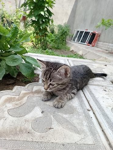 pişim: Tabbi — 3