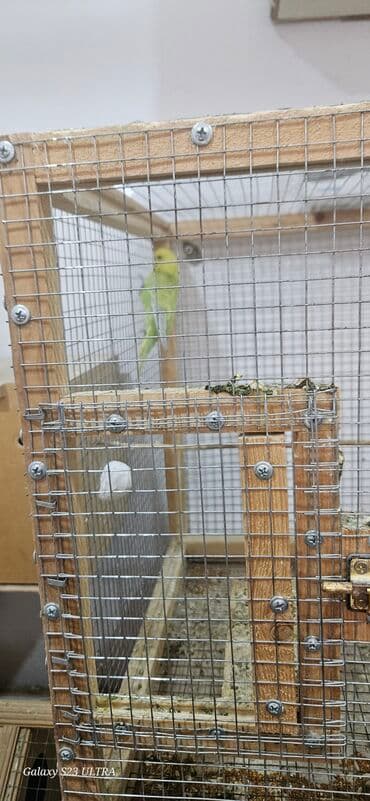 попугай ара цена: Papuqaylar satılır — 6