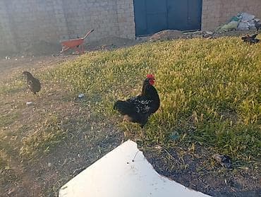 toyuq cinsleri: Məhsul: Yerli qarışıq cins toyuq və xoruzlar4 aylikdirlar Təsvir: - — 2