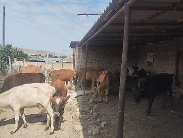cins toyuqlarin satisi: Dişi, il: 1, Damazlıq, Ünvandan götürmə — 7
