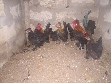 sumatra toyuqlari: Toyuq, Damazlıq, Ünvandan götürmə — 5