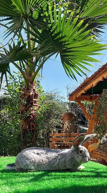 Wekilde gorduyunuz temiz Qan 2 ay yarimliq Rizen bala satilir xeyvanin lalafo.az -da Wekilde gorduyunuz temiz Qan 2 ay yarimliq Rizen bala satilir xeyvanin