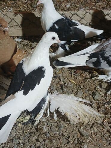 Pişiklər: Məhsul: Qabkeş (papaqlı) bəzək göyərçinləri Təsvir: - Rəng: Ağ-qara — 2