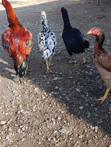 Gəmiricilər: Xoruz, il: 1, Ödənişli çatdırılma — 2