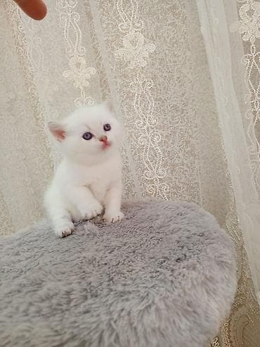 balaca pisik sekilleri: Britan — 5