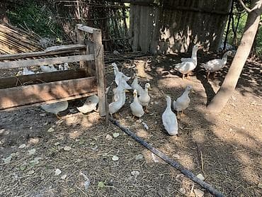 qaz qus: 🦆 Satılır – 40 ədəd sağlam ördək! ✔️ Topdan satış ✔️ WhatsApp 7/24 — 2