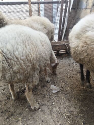 simmental inək cinsi: Dişi, il: 4, 60 kq, Ətlik, Ünvandan götürmə — 4