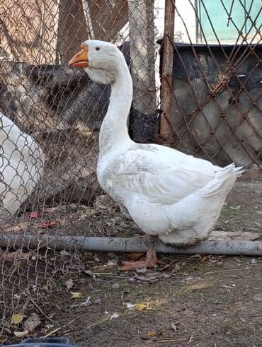 kuban qazi: Dişi, | Xolmogor, Damazlıq, Ödənişli çatdırılma — 3