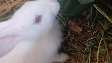 heyvan satisi: Salam. 2 ədəd albinos qırmizi gozler satilir. Bir ədədi 10 manatdır — 4