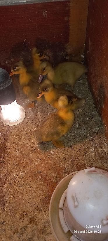 Məhsul: Toqquzqulaq (crested) ördək balaları və damazlıq sürünün nəsli