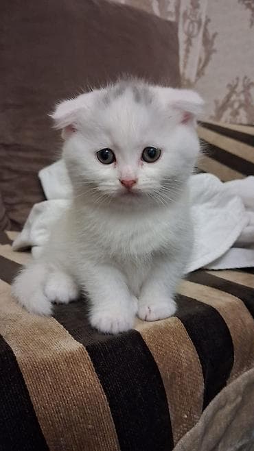 pişim: Şotland yastı qulaq, Dişi, Yaxşı əllərə, Ünvandan götürmə, Ödənişli çatdırılma — 1