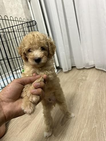 it qefes: Pudel, 1 ay, Erkek, Pulsuz çatdırılma — 1