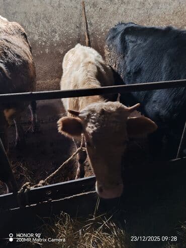 xarkov toyuqlari vikipediya: Erkək, il: 7, 230 kq, Ətlik, Ödənişli çatdırılma — 4