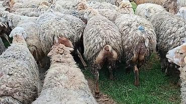 Keçilər, çəpişlər: Qoyun sürüsü – ət və yun istehsalı üçün damzdix satlir 700 baş tef — 1