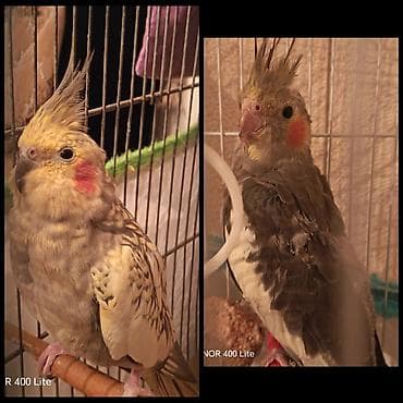 Nimfa (Cockatiel) tutuquşları – 2 gözəl fərqli rəngdə. 1ədədi 30 Azn