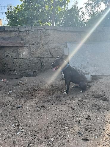 heyvan it: Pitbul — 6