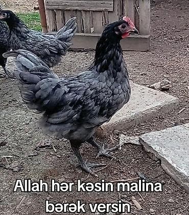 koxin toyuqlari: Məhsul: Ev şəraitində bəslənən toyuqlar (mavi-boz və qara rəng — 2