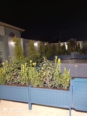 otaq bitkisi: Dibçək güldanlar. Dipçəklər bir başa sexdən.Sex qiymətinə. ♦️Endrim — 10