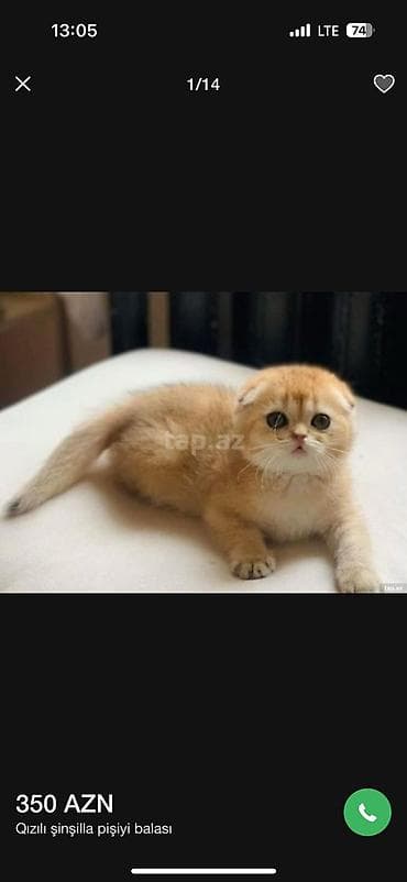 şirin pişikler: Britan, Yaxşı əllərə — 8