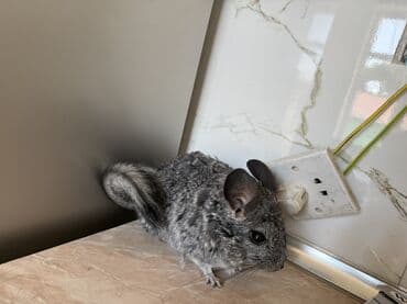 купить британская шиншилла: Çinçilla – boz-mərmər rəngli, yumşaq və sıx xəzli, iri qulaqlı və uzun — 3