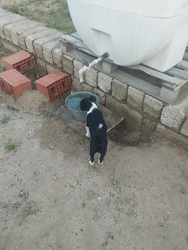 it qiz sekilleri: Zvonok, 2 ay, Dişi, Cütləşmə üçün, Ödənişli çatdırılma — 3