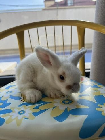 С/х животные и товары: 🐰 Safqan Holland balalar satılır! Valideynləri tam Holland — 2