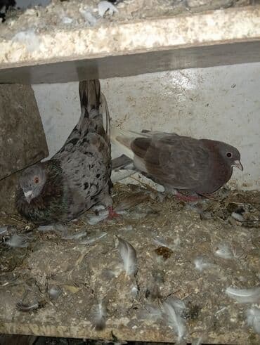 quş yuvaları: Məhsul: Ev göyərçinləri (bir neçə cüt) Təsvir: - Fərqli rəng və — 1