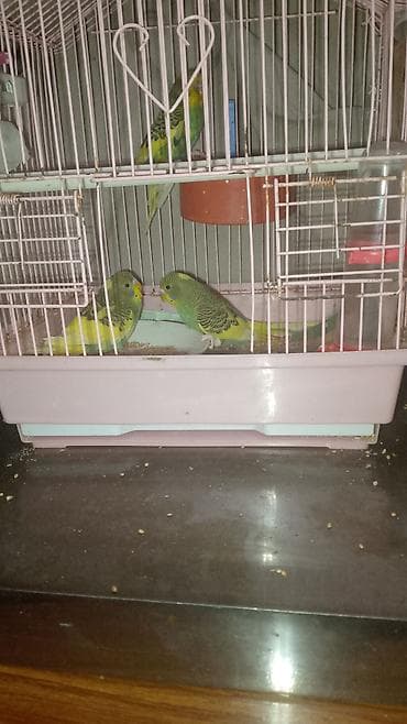 ağdaş yemi: Məhsul: Dalmatin/xallı rəng çalarlarında australian bülbülləri — 1