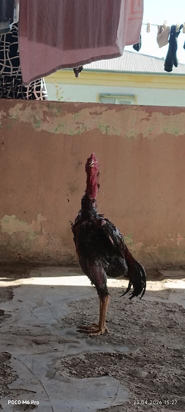 Təcili satılır super doyuşu var pul lazmdı deye satılır